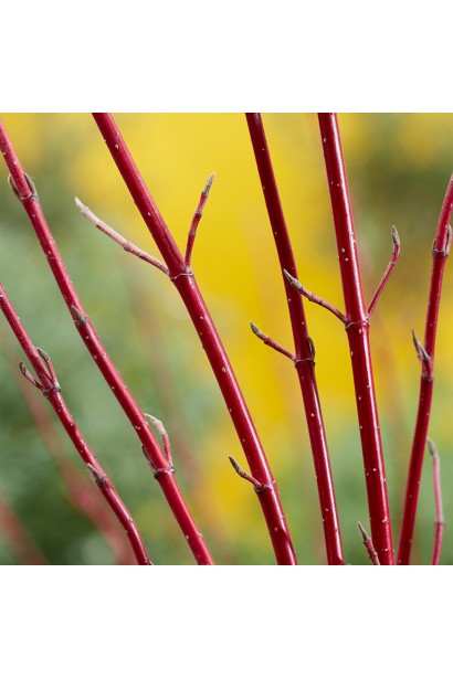 Побеги Дерена Белого Миракл.